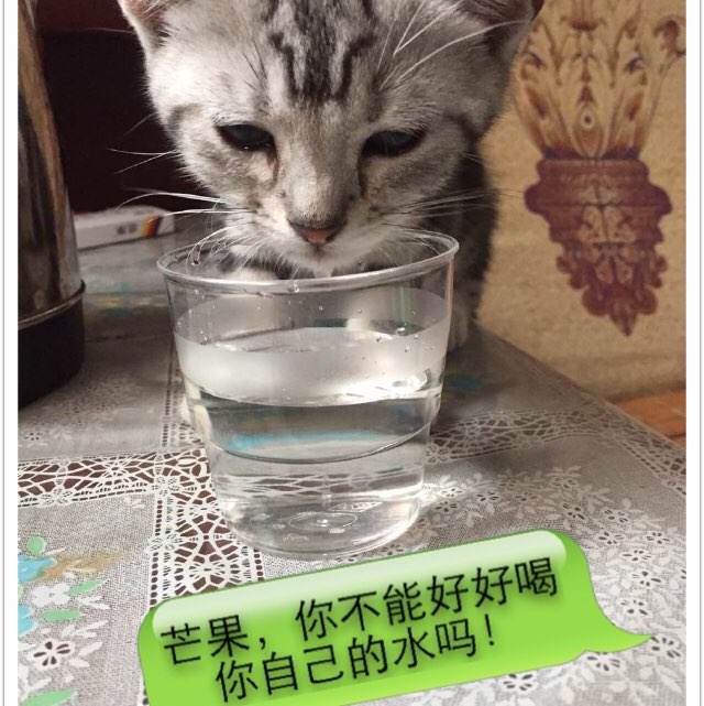 多尔特学院文凭毕业证样本照片